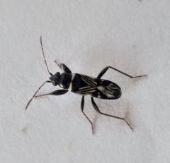 Phorcinus albofasciatus