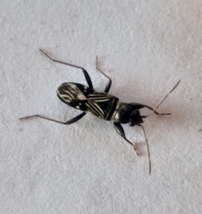 Phorcinus albofasciatus