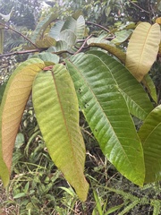 Vismia macrophylla