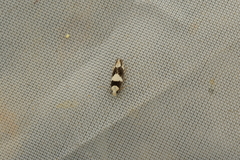 Agnippe albidorsella