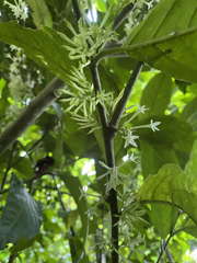 Cestrum latifolium