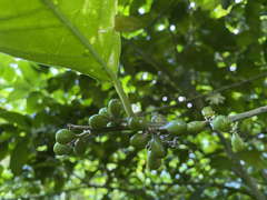 Cestrum latifolium