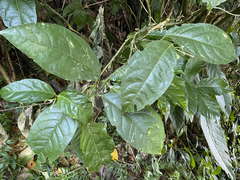 Cestrum latifolium