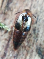 Lordithon trinotatus