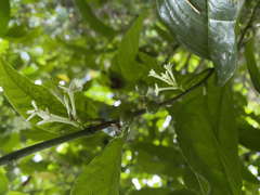 Cestrum latifolium
