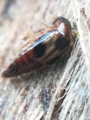 Lordithon trinotatus