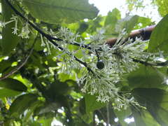 Cestrum latifolium