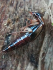 Lordithon trinotatus