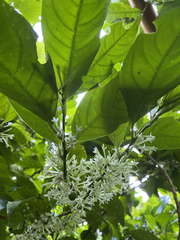 Cestrum latifolium