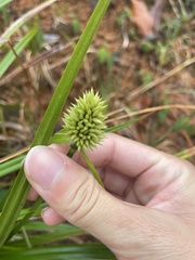 Cyperus cephalotes