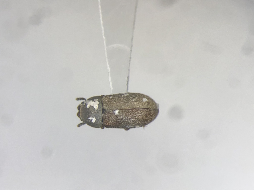 minute tree-fungus beetle