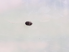 Trogoderma versicolor