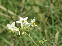 Solanum chacoense