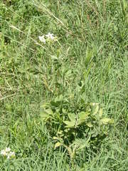 Solanum chacoense
