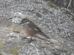 Cinclodes olrogi