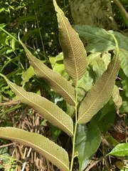 Meniscium reticulatum