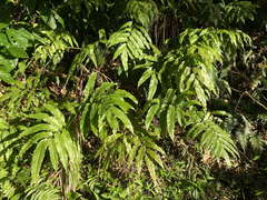 Meniscium reticulatum