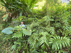 Meniscium reticulatum