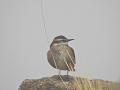 Cinclodes olrogi