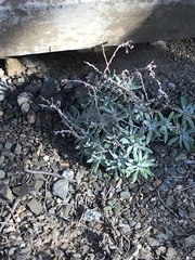 Dudleya caespitosa