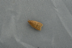 Autosticha modicella