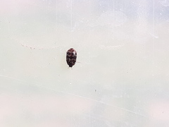 Trogoderma versicolor