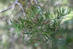 Saxegothaea conspicua