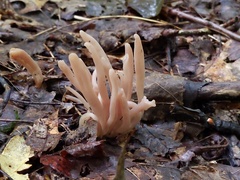 Clavaria rubicundula