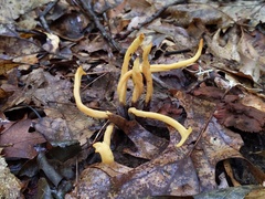 Clavaria amoenoides