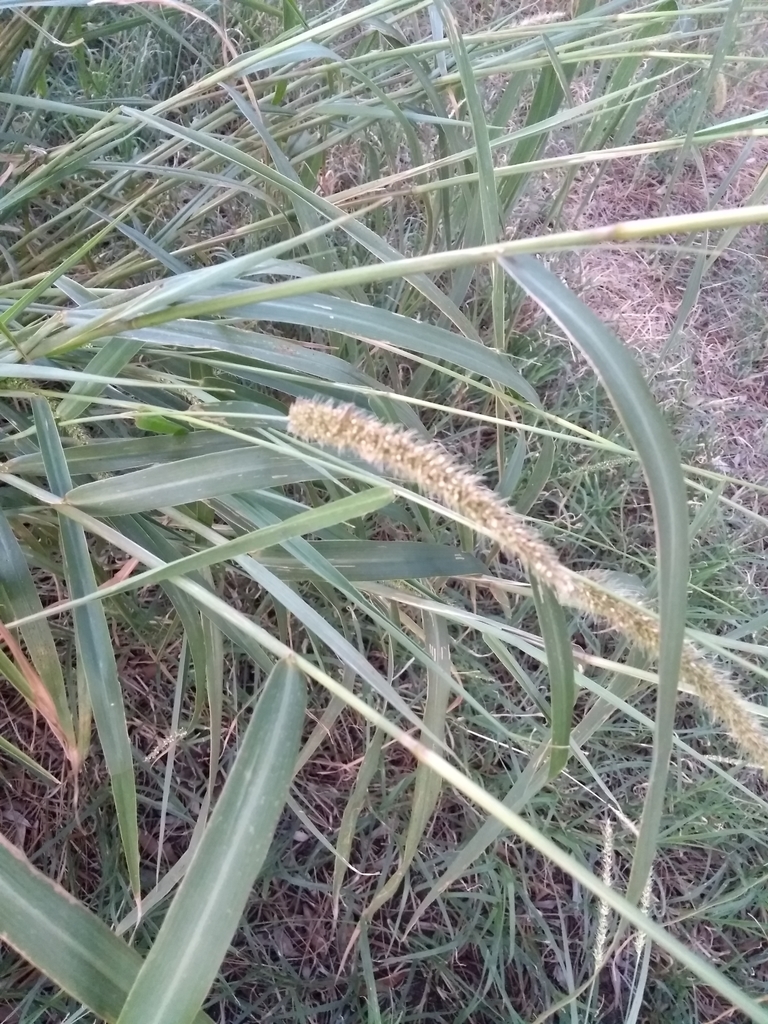 Setaria lachnea