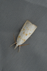 Calamotropha paludella