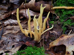Clavaria amoenoides