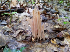 Clavaria rubicundula