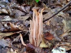 Clavaria rubicundula