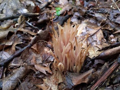 Clavaria rubicundula