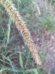 Setaria lachnea