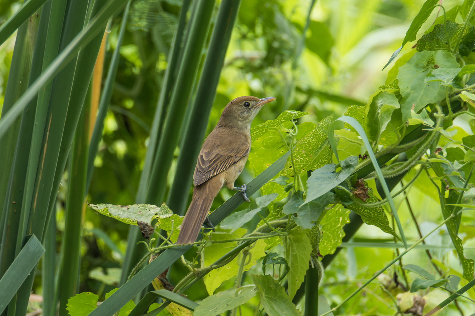 Thick-billed Warbler