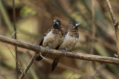 Lonchura striata acuticauda