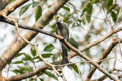 Dicrurus leucophaeus leucogenis