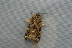 Callopistria albolineola