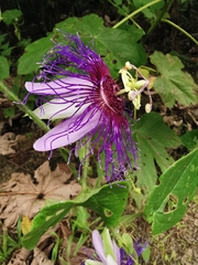 Passiflora crassifolia