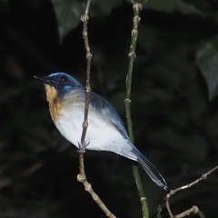 Cyornis sumatrensis
