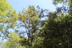 Saxegothaea conspicua