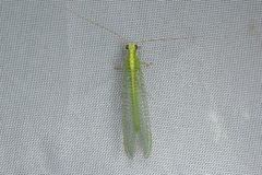 Chrysopa pallens-group