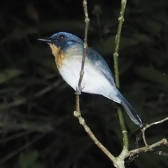Cyornis sumatrensis