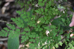 Adiantum andicola