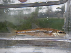 Notropis heterolepis