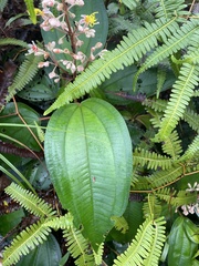 Miconia dodecandra