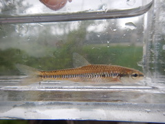Notropis heterolepis