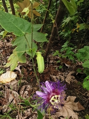 Passiflora crassifolia